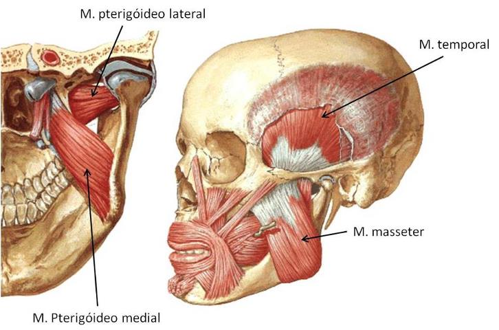 Osteopata Cantù - Il bruxismo